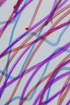 ダイレクト・アニメーション