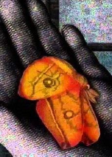 蛾のいるところ