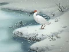 トキ この地球（ほし）の未来を見つめて