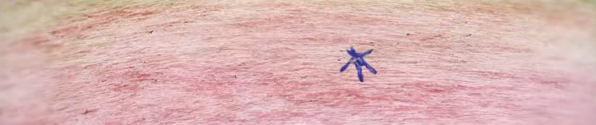 懐胎した犬のブルース