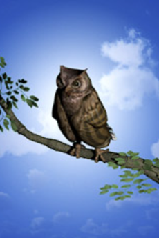 鳳来寺山のブッポウソウ