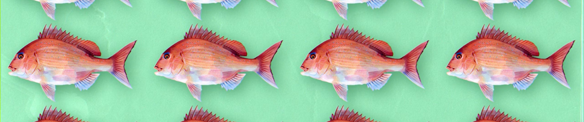 ネガポジアングラー