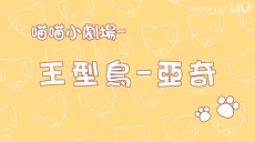 喵喵小剧场 