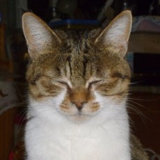 いわみちさくら