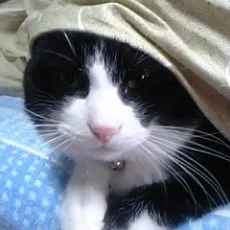 ひんでんブルグ