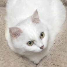 うぐいすみつる