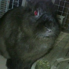 まぐろ猫＠恢猫