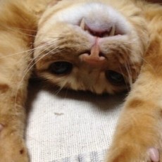 あいざわあつこ