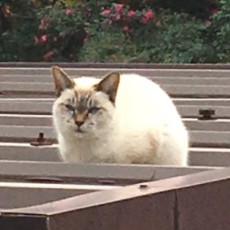 あきらあかつき