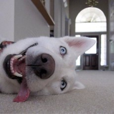 名無しの権兵衛