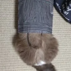 超法規的かえる