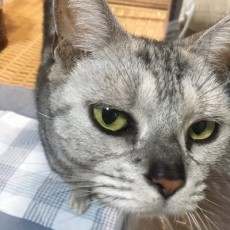 やわらかブラック