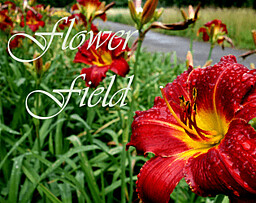 Flower Field