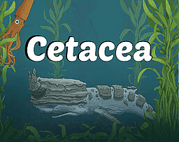 Cetacea