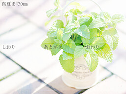 真夏までの距離