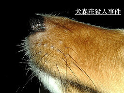犬森荘殺人事件