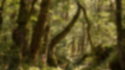 Warriors: Golden Leaf