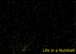 Life in a Nutshell