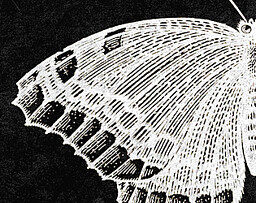 The Perfect Specimen