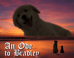 An Ode to Bradley