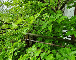 A Vine on a House